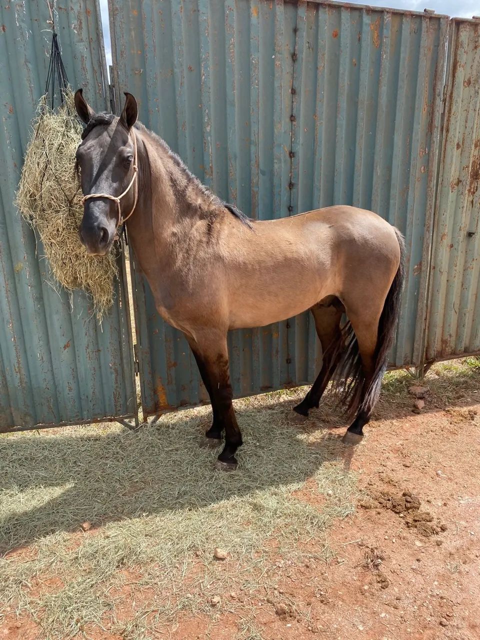 Cavalo Manga-Larga marchador - Foto 3