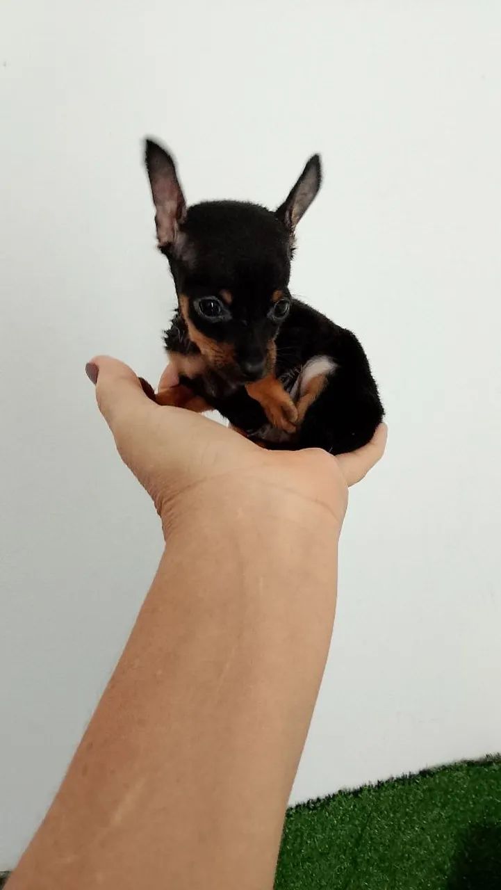 Pinscher miniatura 00 