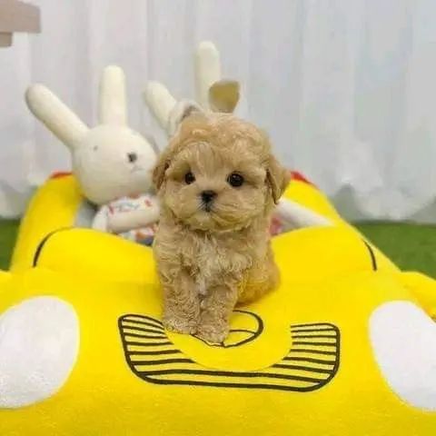 Poodle n1machinho