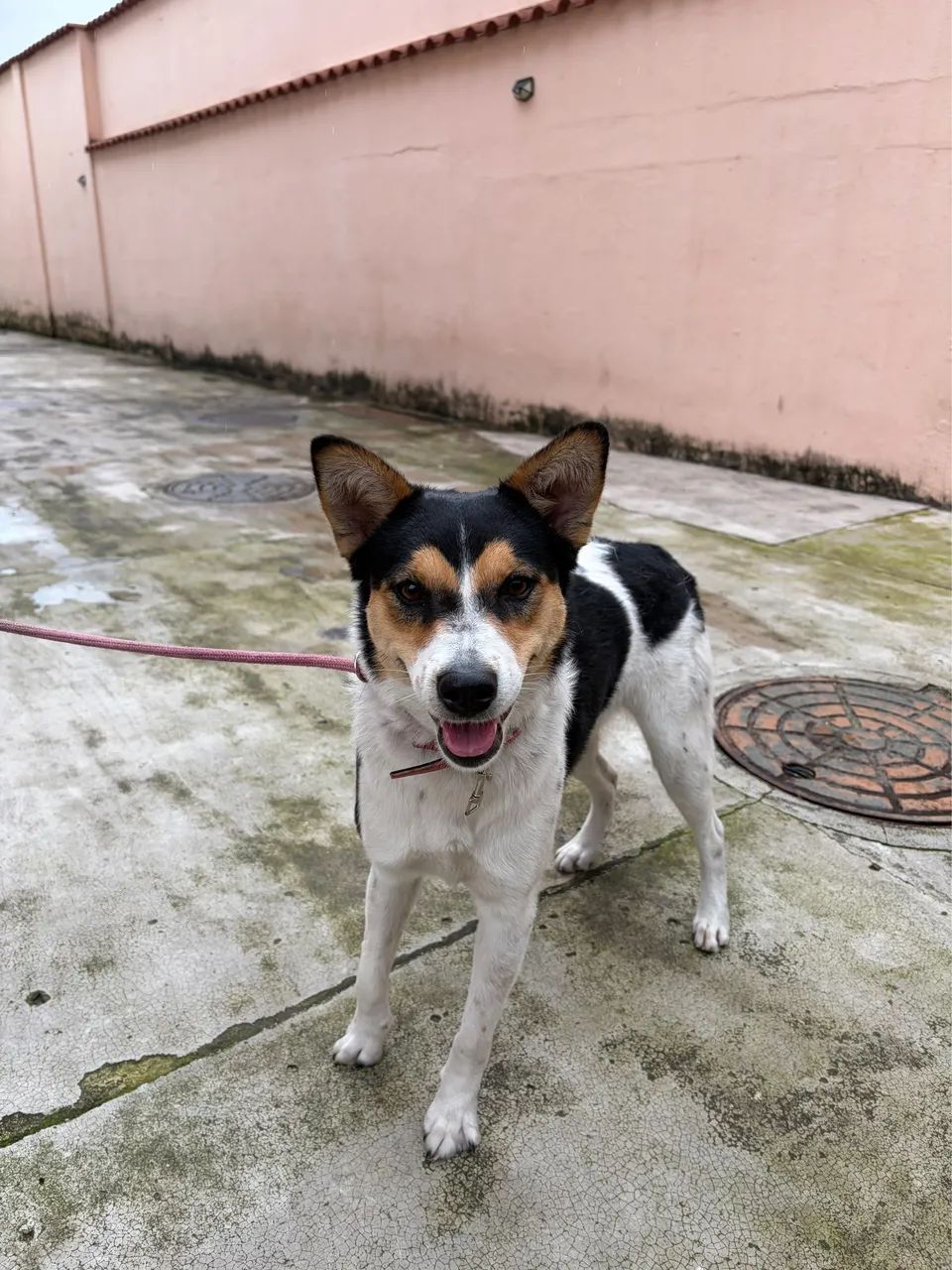 Doação de Cachorrinha