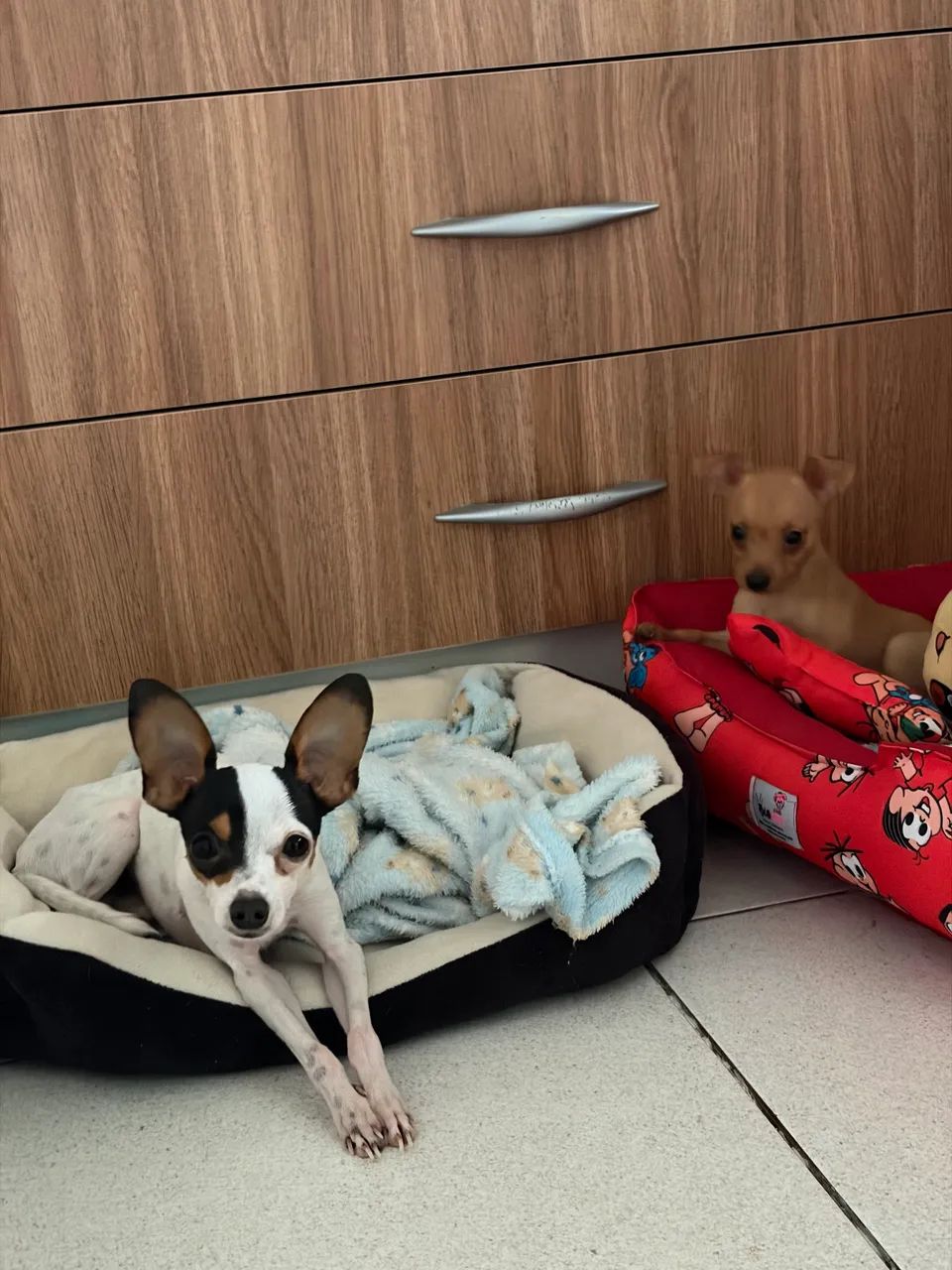Pinscher 0