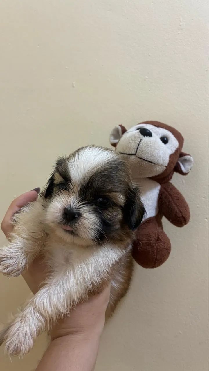 Shih tzu - Foto 4