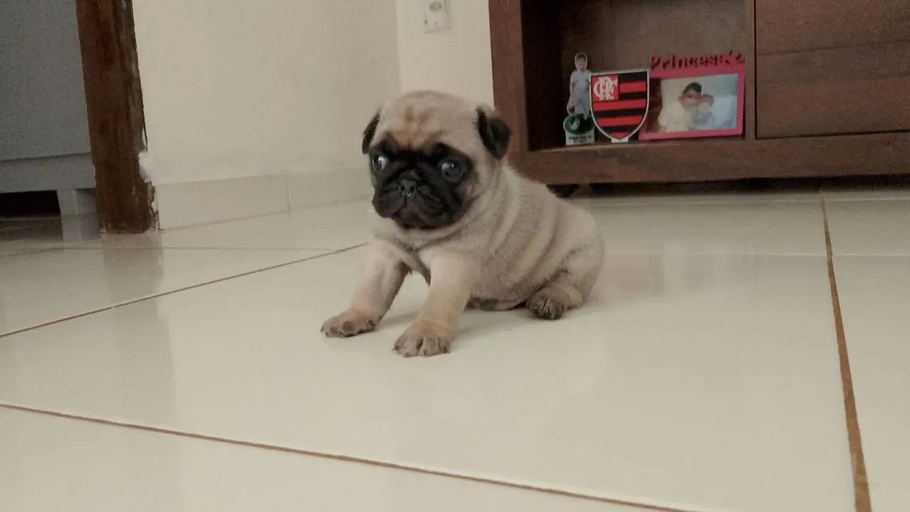 Pug macho filhote  - Foto 4