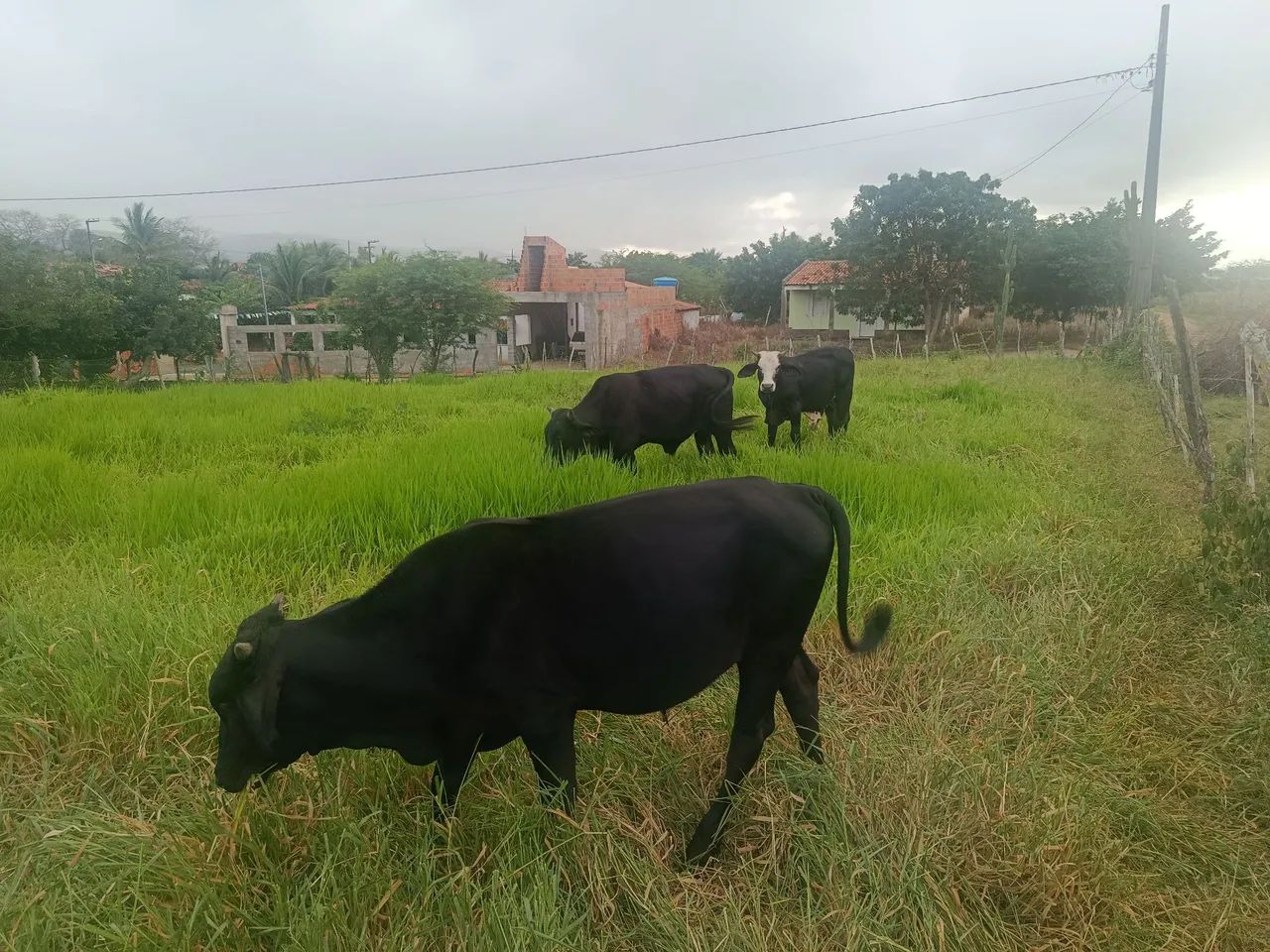 Três garrotes  - Foto 3