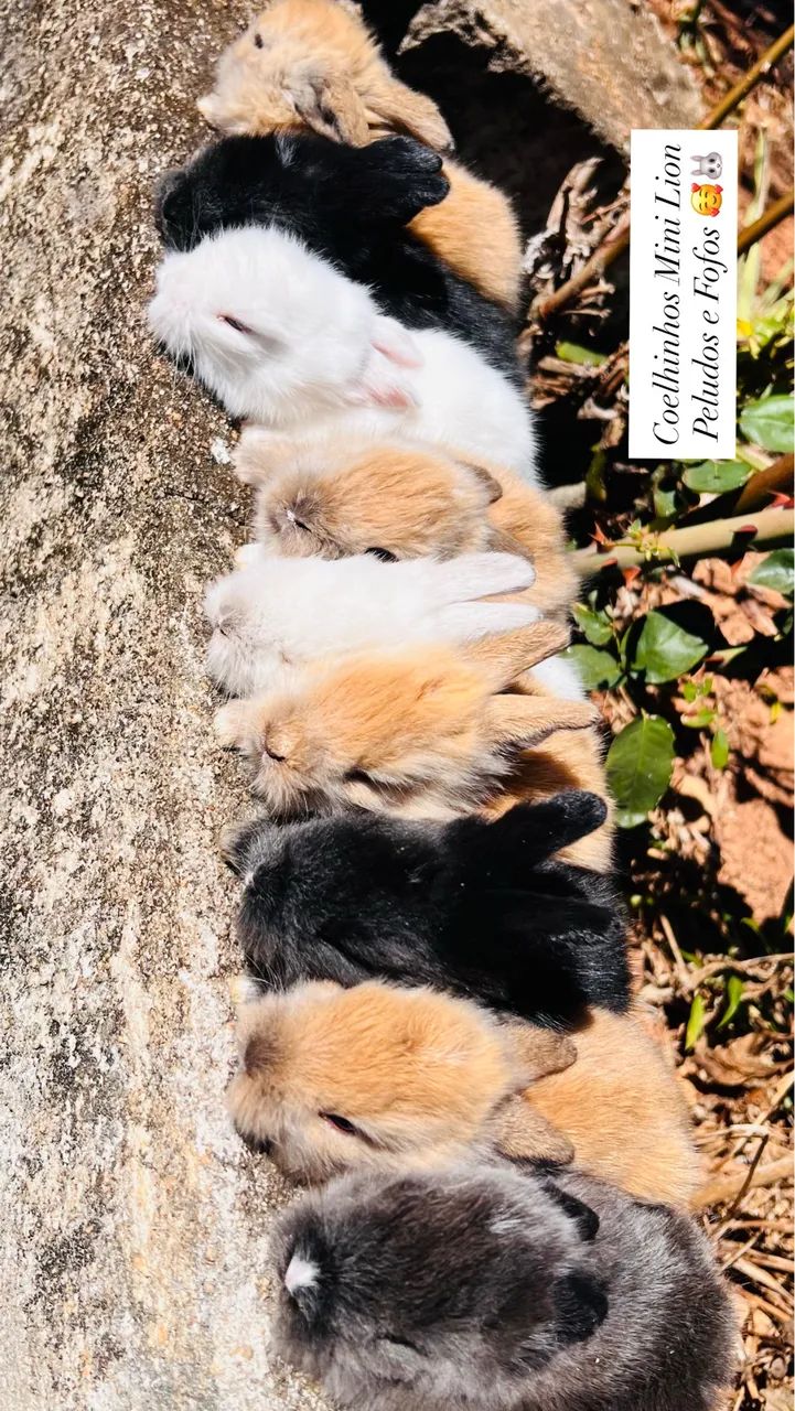 Coelhos mini Lion  - Foto 5