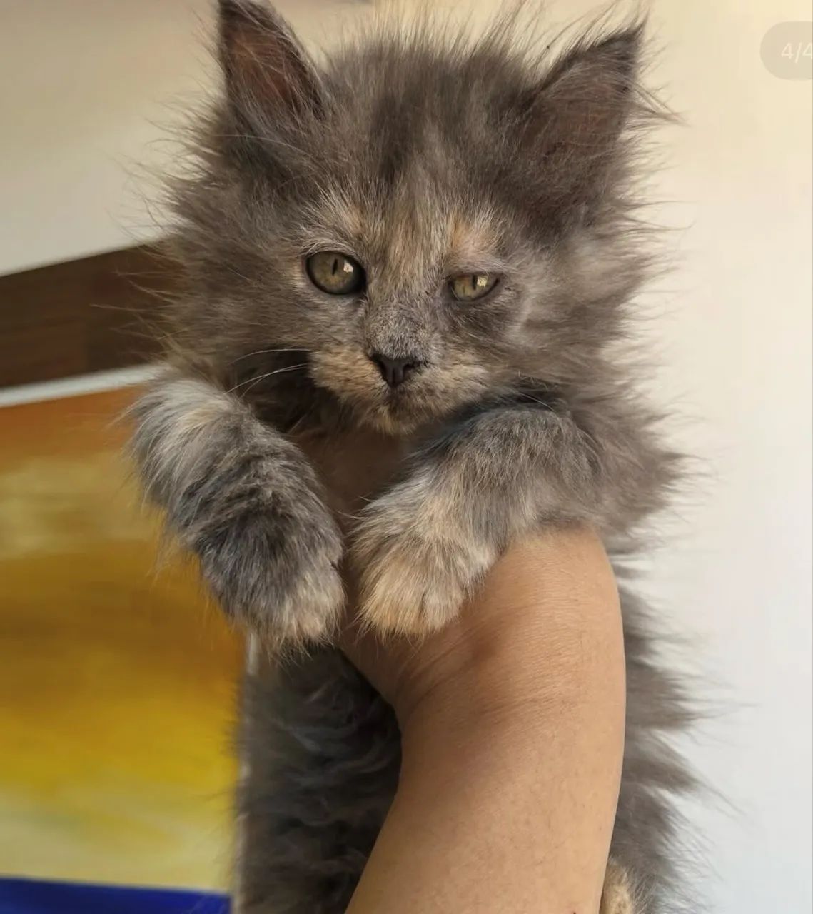 Filhotes Maine Coon - Foto 3