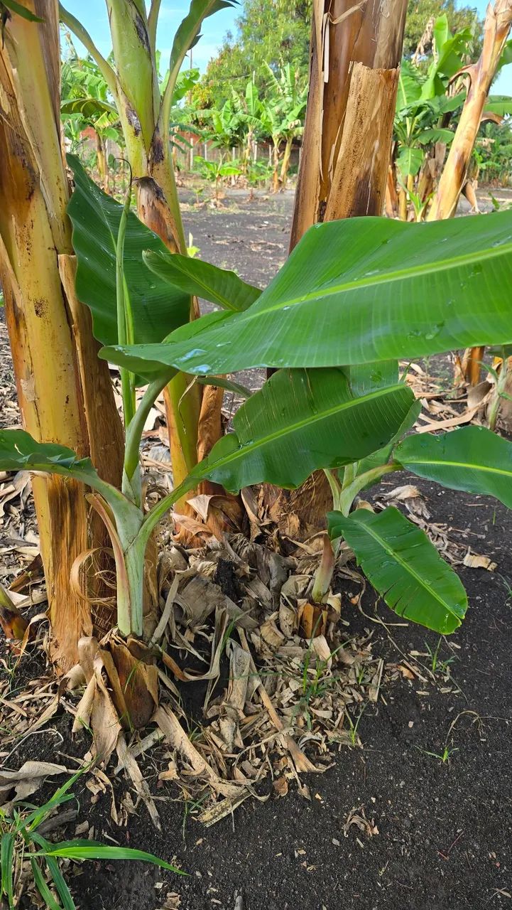 Muda de Banana - Foto 2