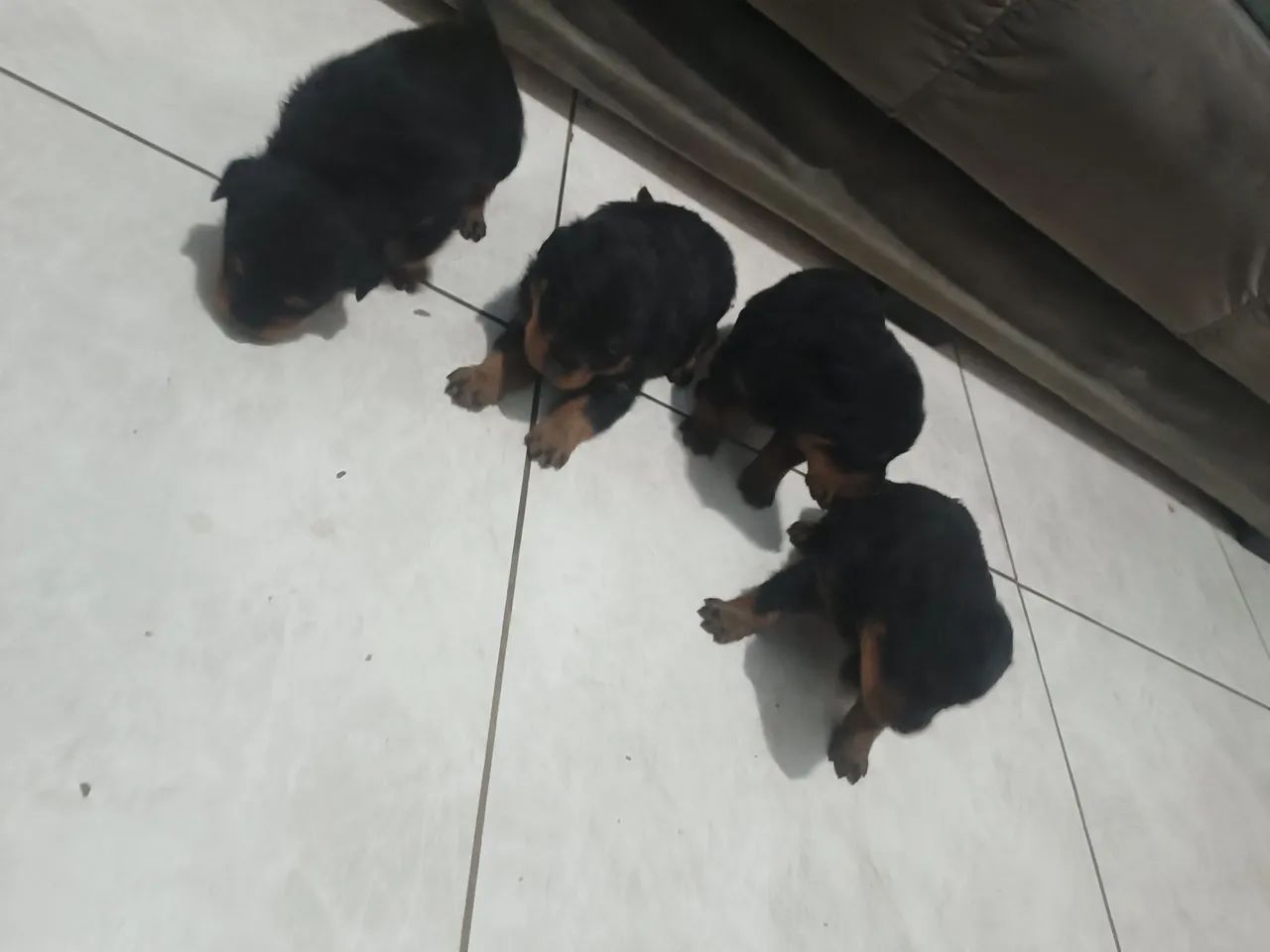 Rottweiler  - Foto 5