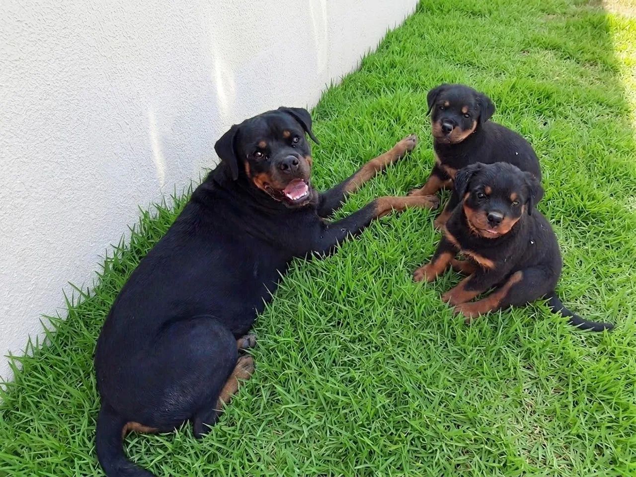 Filhotes de Rottweiler com pedigree CBKC - Foto 3