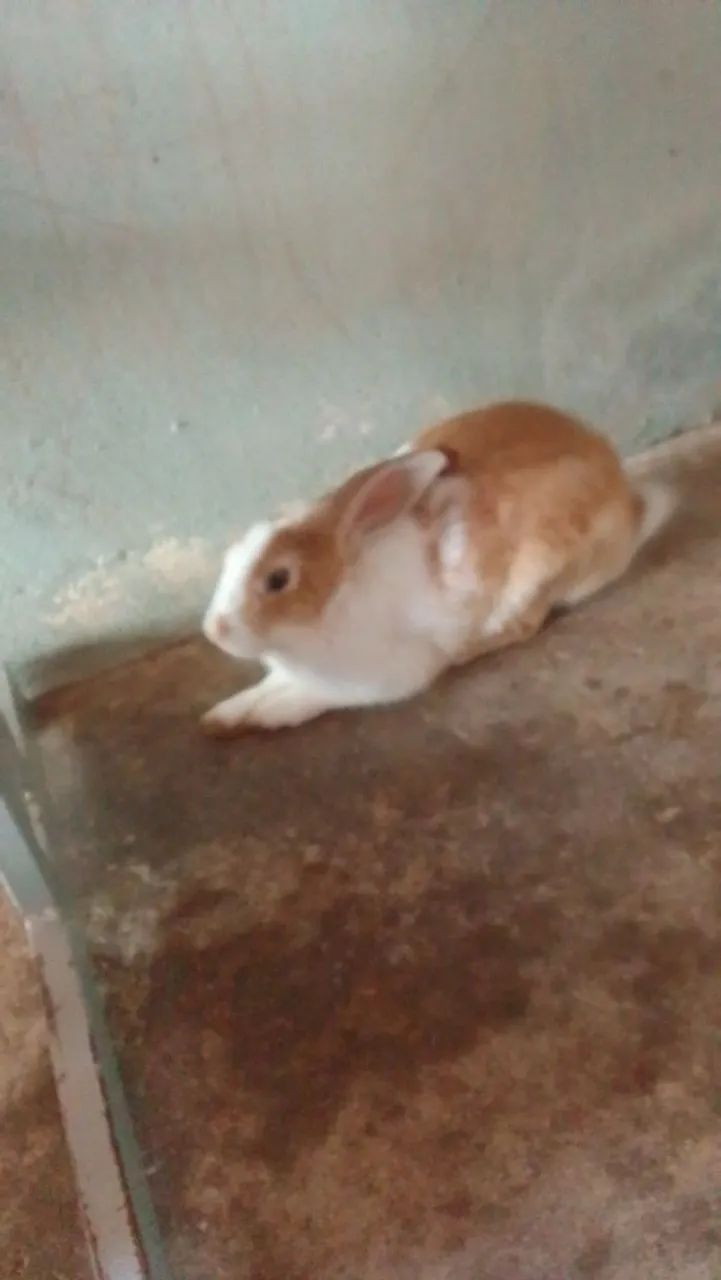 Vendo coelhos adultos e filhotes(adulto R$40 e filhotes R$35