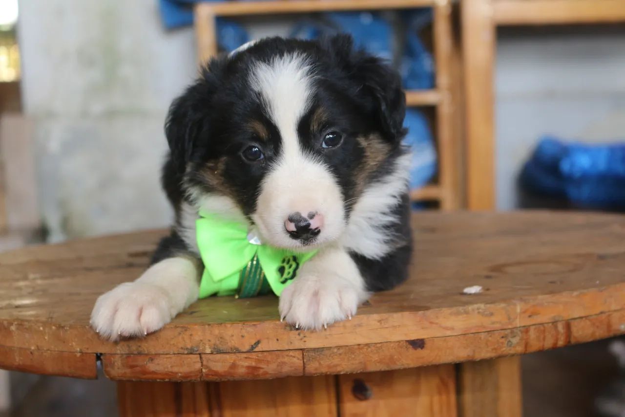 BORDER COLLIE FILHOTES  - Foto 5