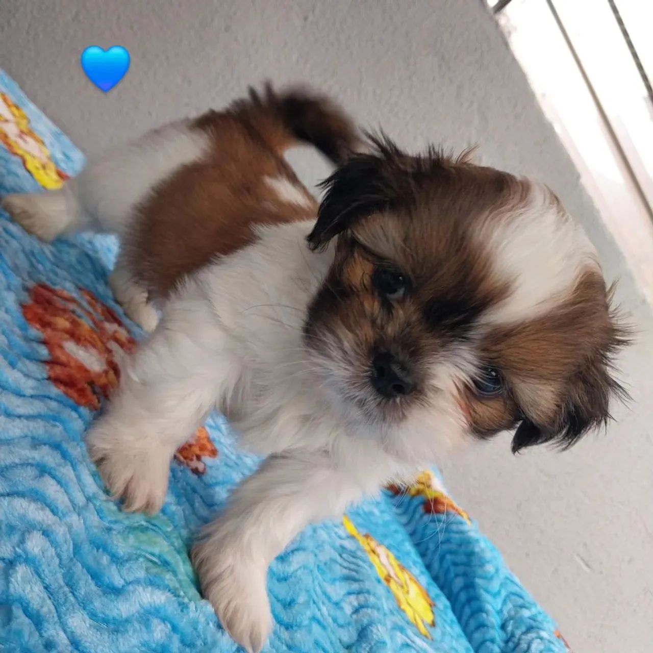 Shih-tzu Macho  - Foto 3