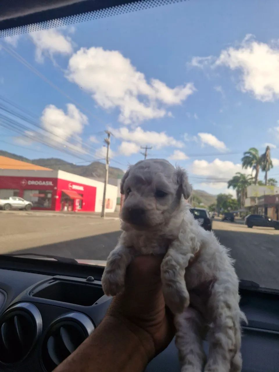 Poodle toy macho - Foto 2