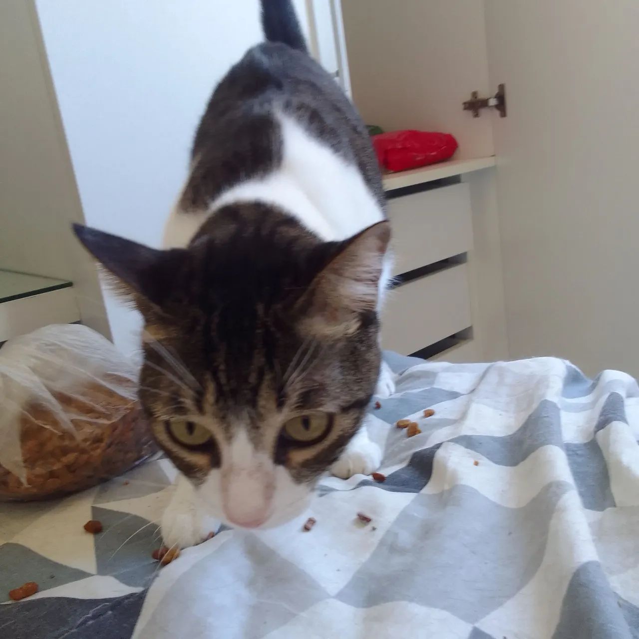 Gatinha pronta para adoção - Foto 3