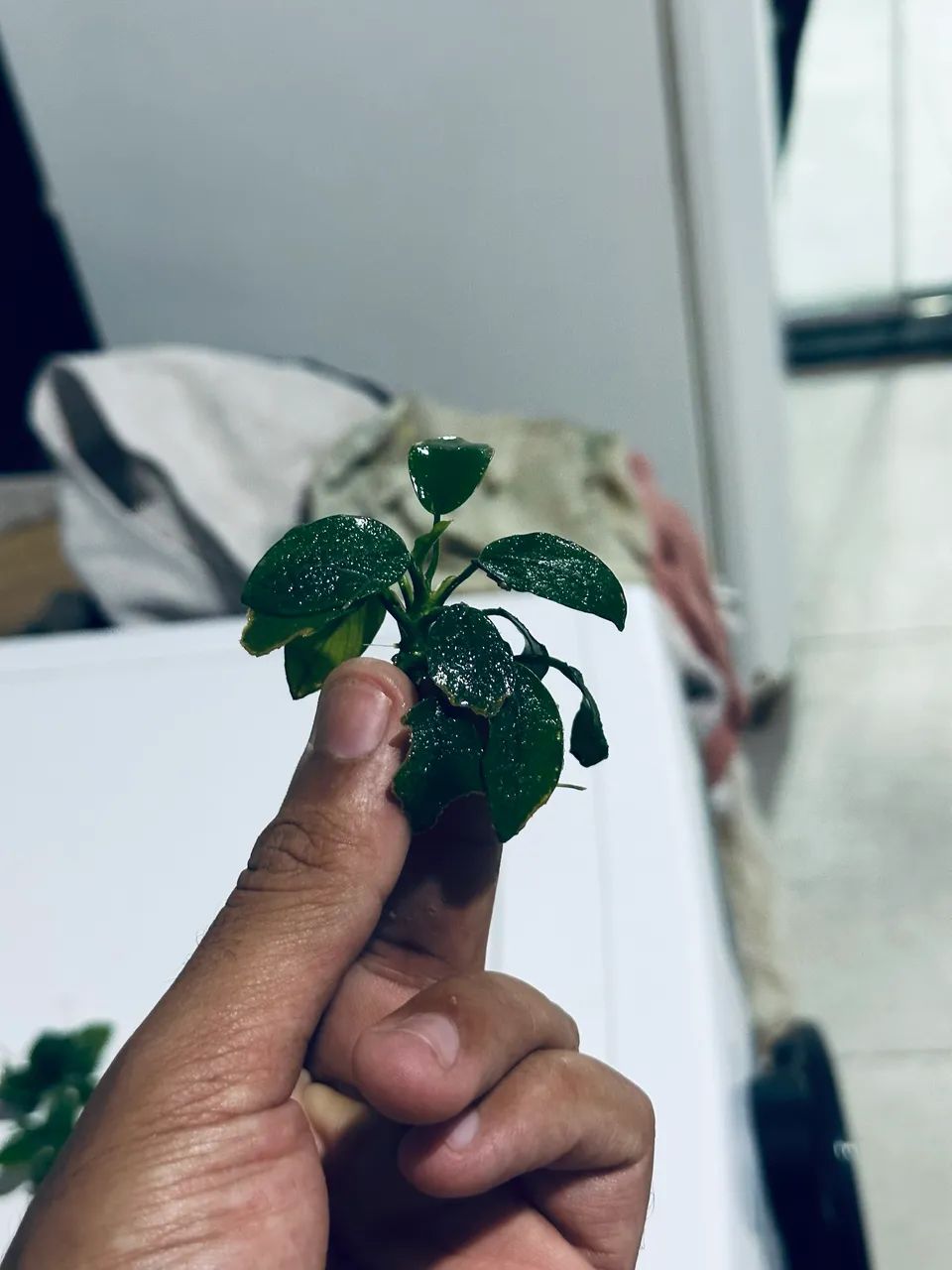 Anubia nana petit - Foto 4