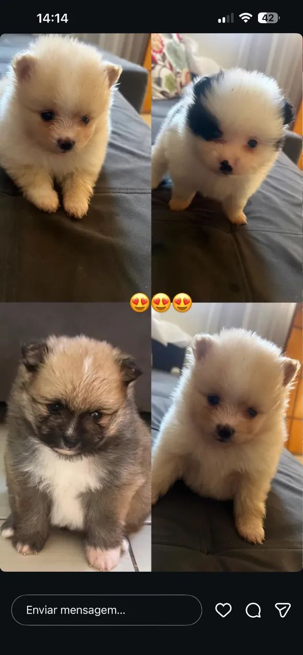 Pet - Foto 2