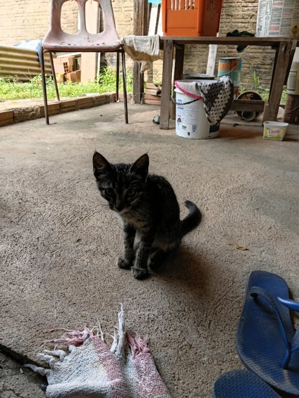Filhote de Gato para Adoção (Fêmea - Raça Comum) - Foto 3