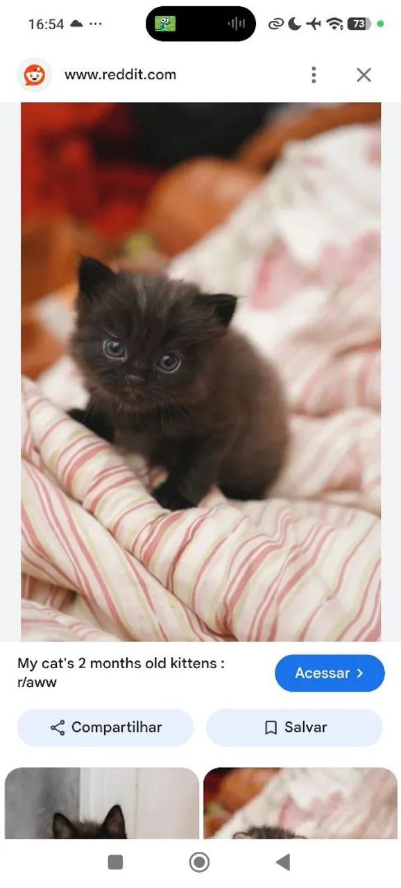 Procuro gatos 