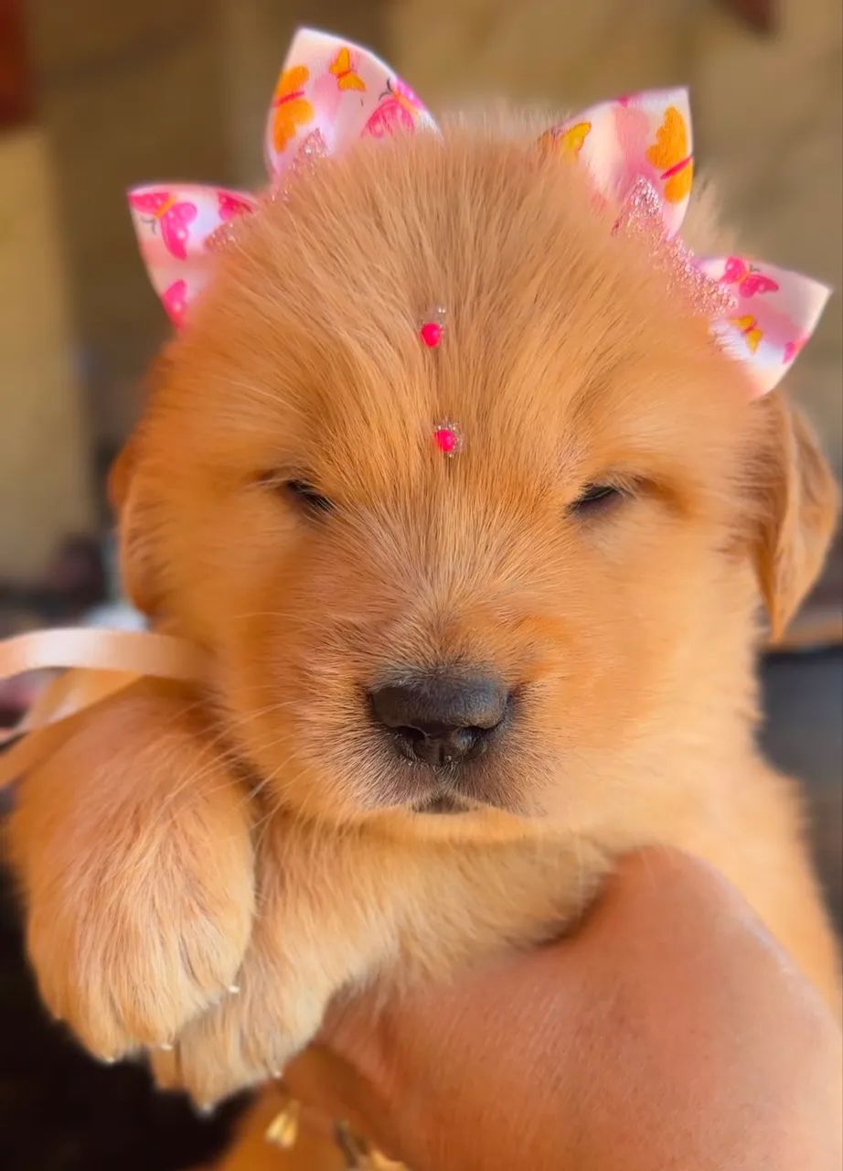 Filhote de golden retriever  - Foto 5