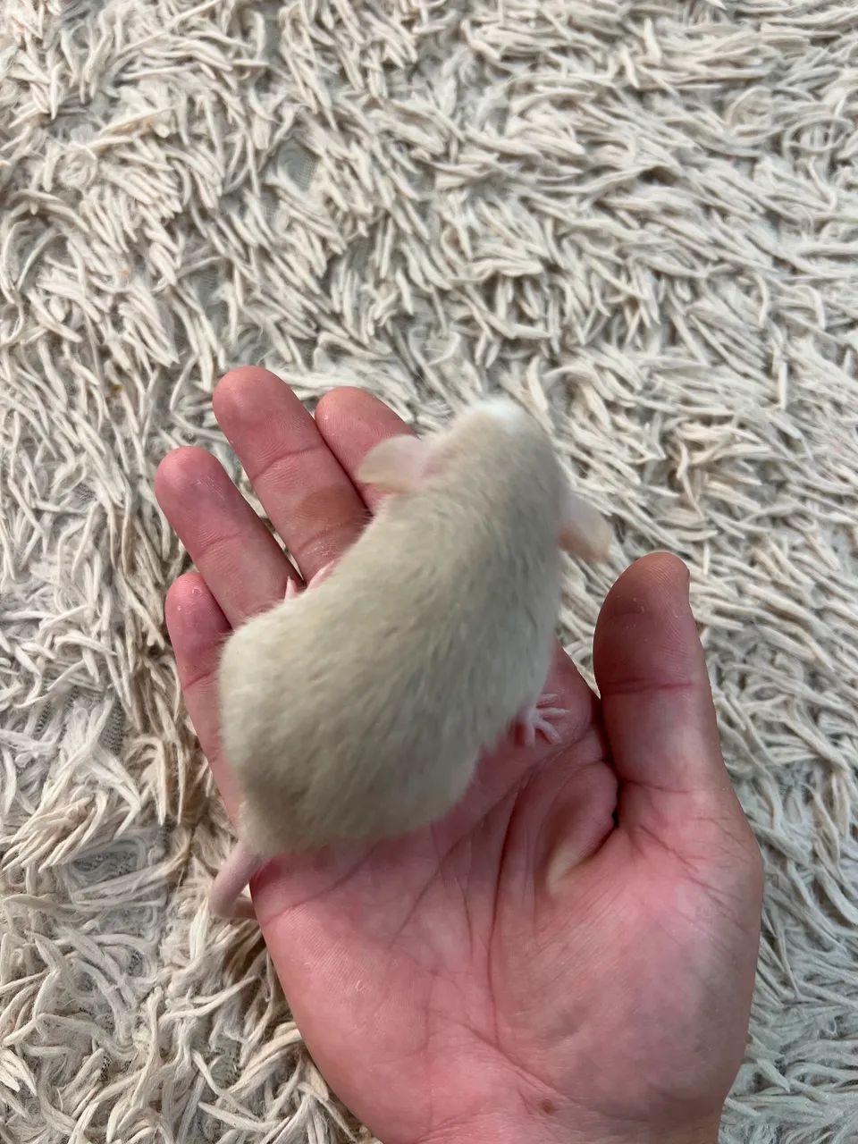 Rato para pet  - Foto 2