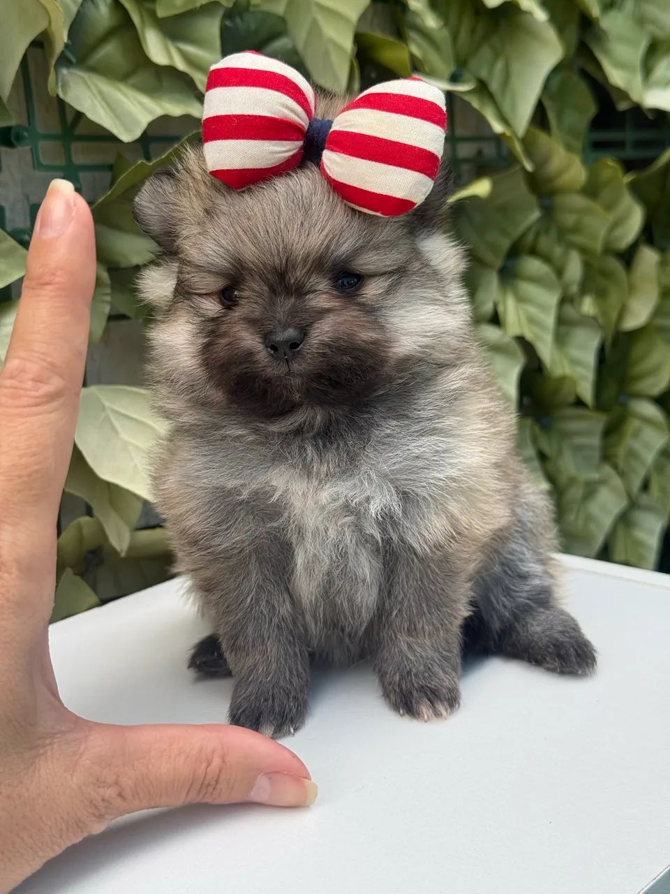 Lulu da Pomerania Anão  - Foto 5