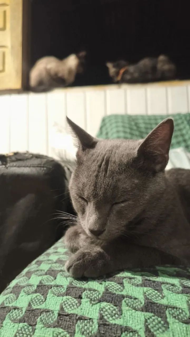 Doação de gatos. - Foto 3