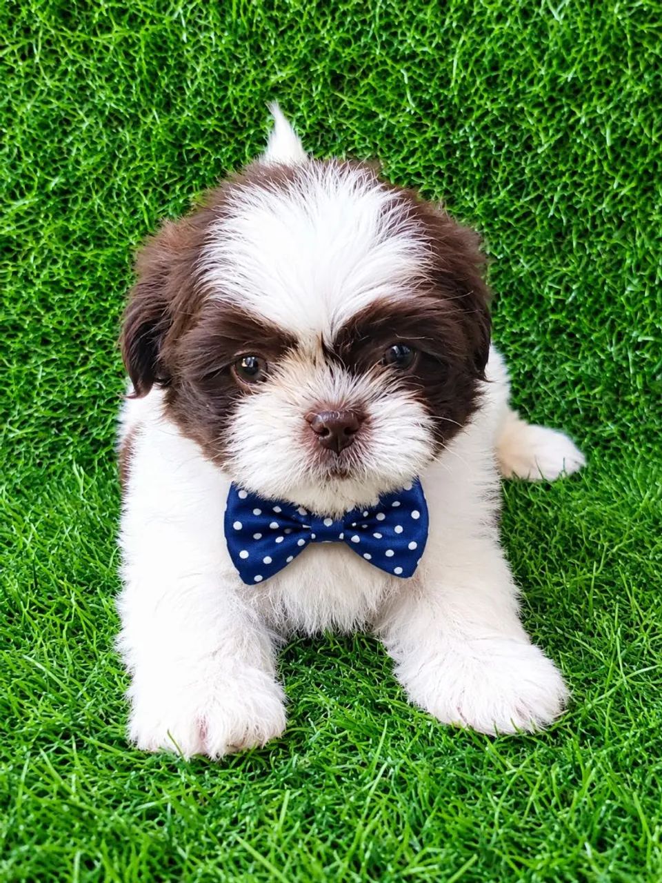 Shih-Tzu machos disponíveis  - Foto 3