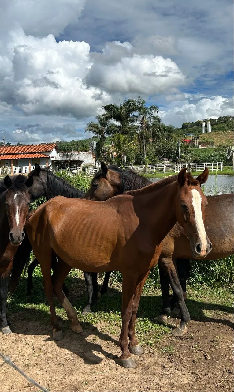 Égua a venda - Foto 3
