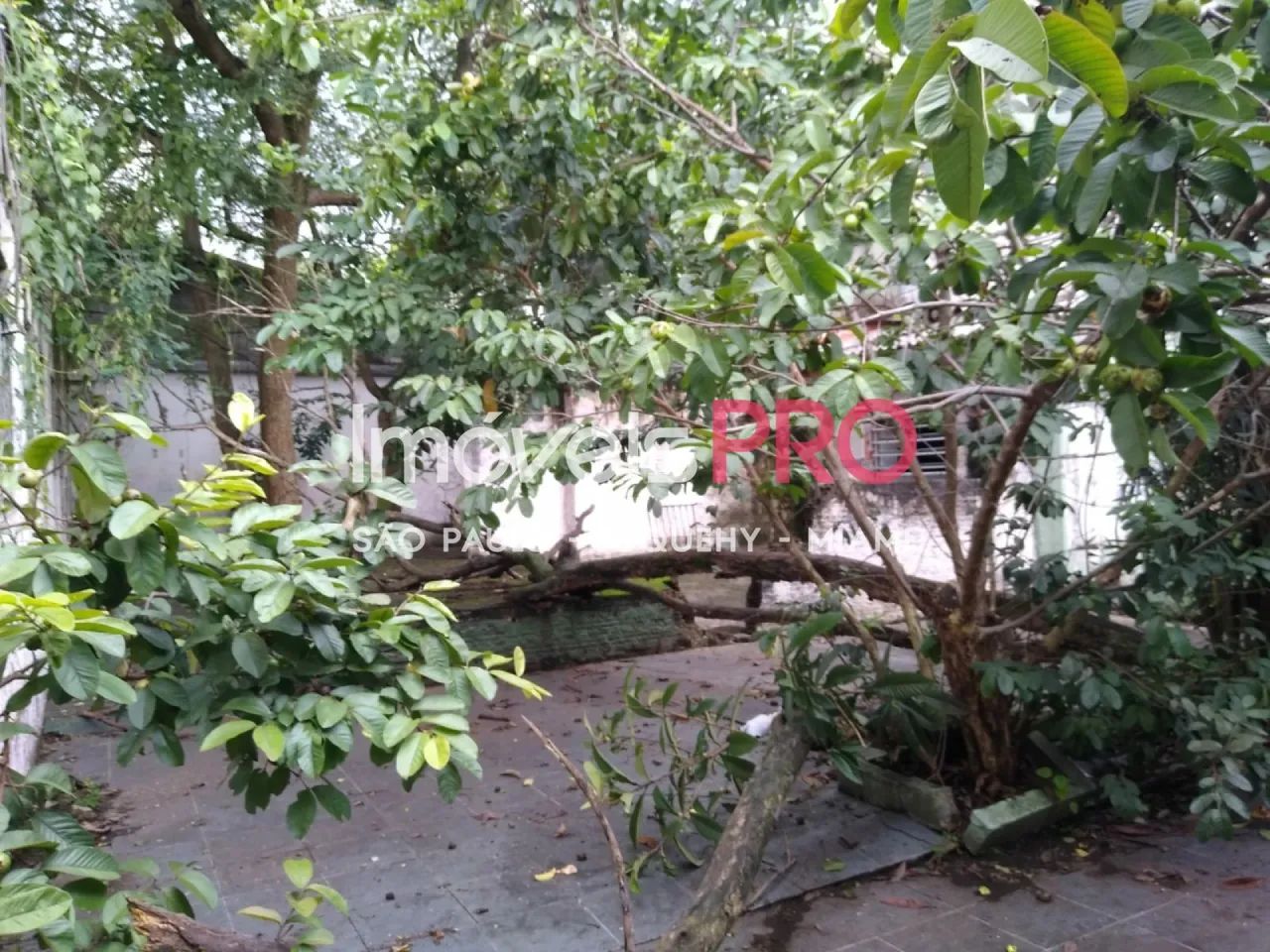 Galpão, Vila Alexandria - São Paulo - Foto 4