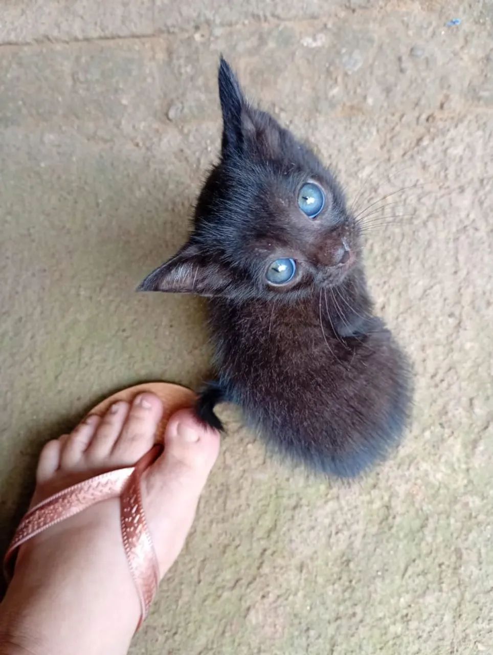 Gatinha para adoção 