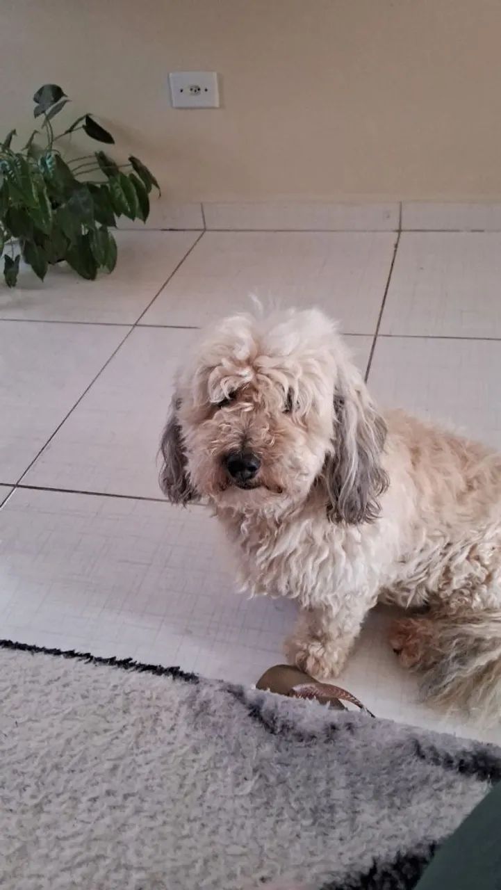 Cão e gato - Foto 3
