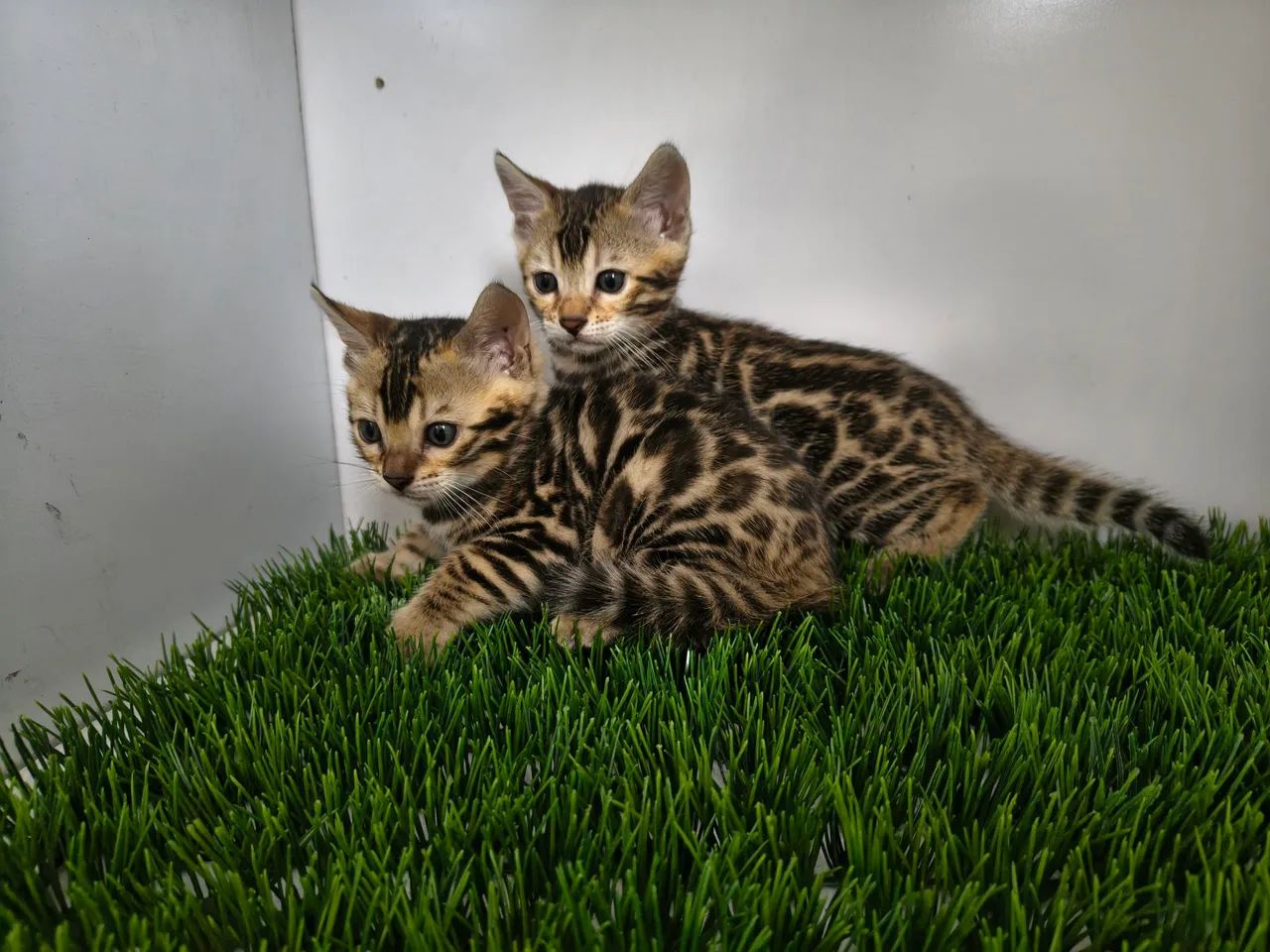Gato de bengal  - Foto 2