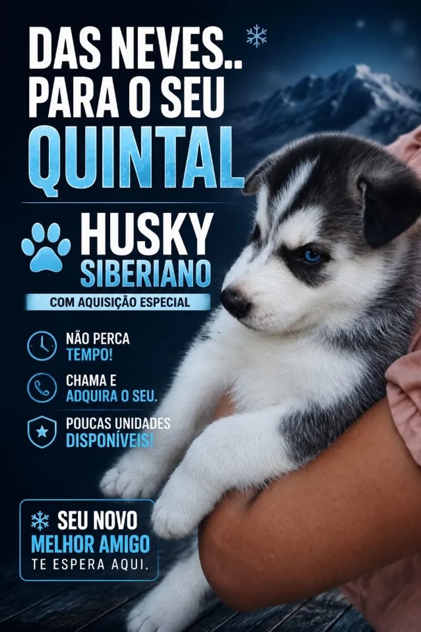 Husky Siberiano 