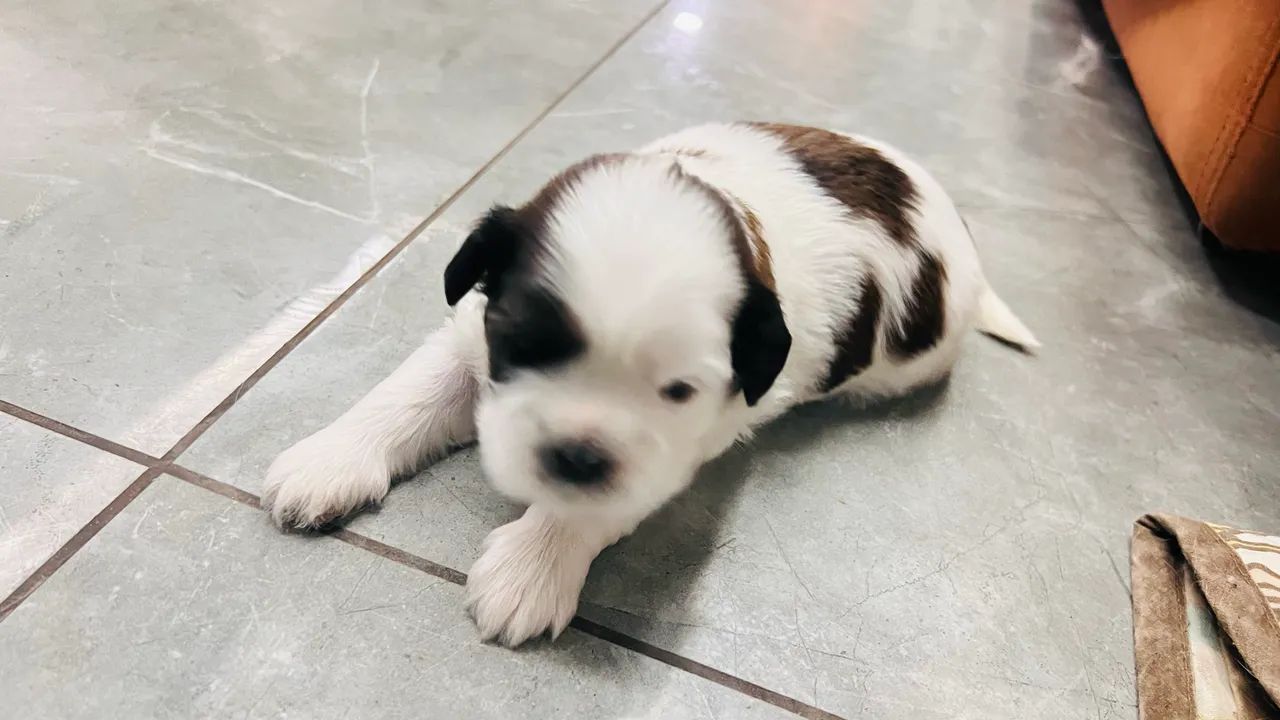 Cachorro Shitszu  - Foto 4