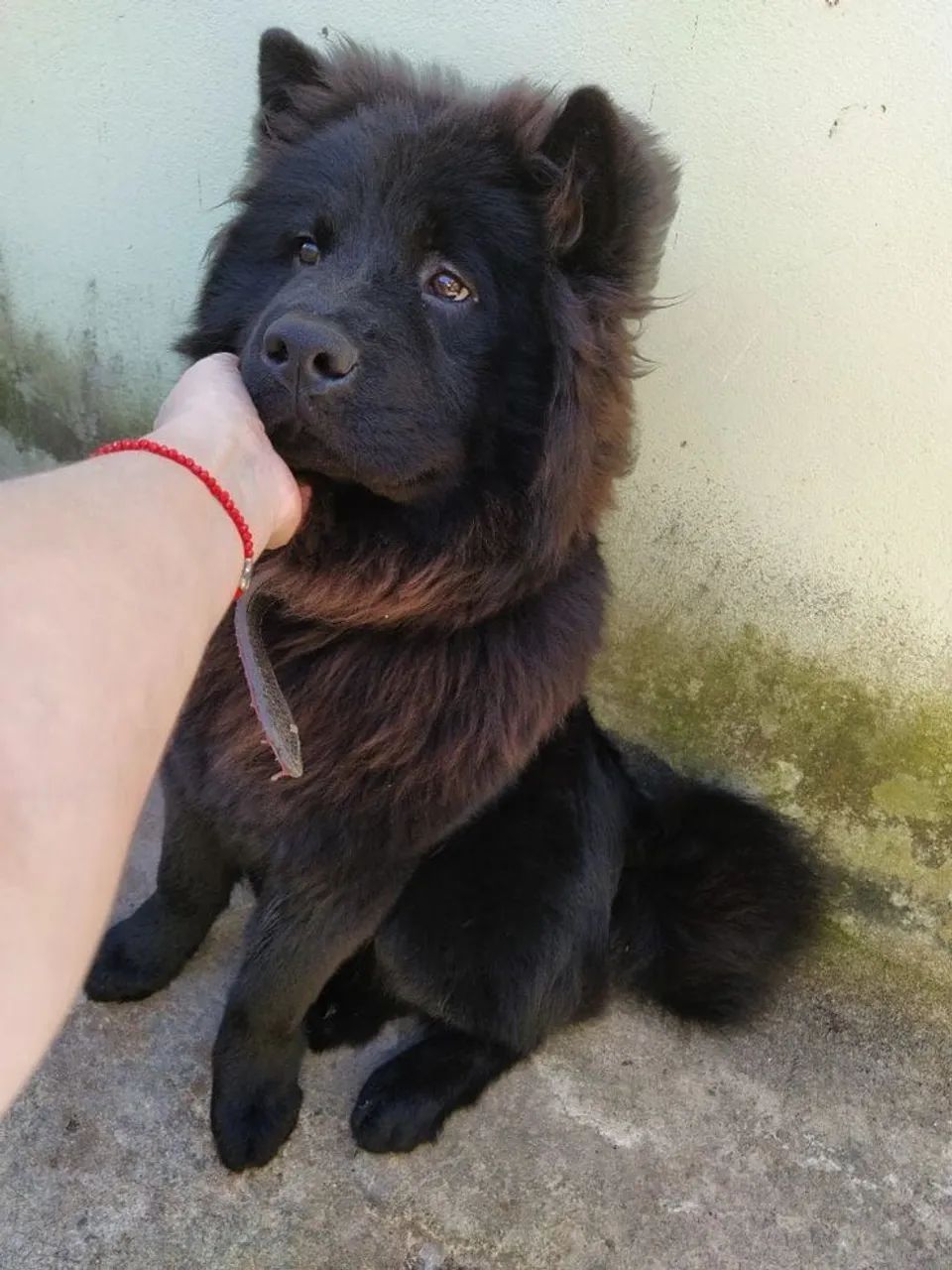 Cachorros De Raça - Foto 5