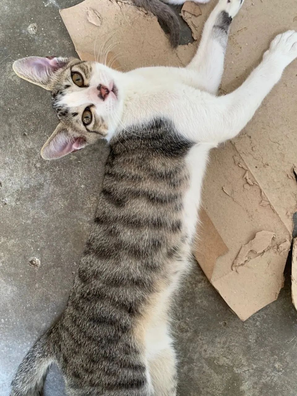 Doa se Gato macho carinhoso