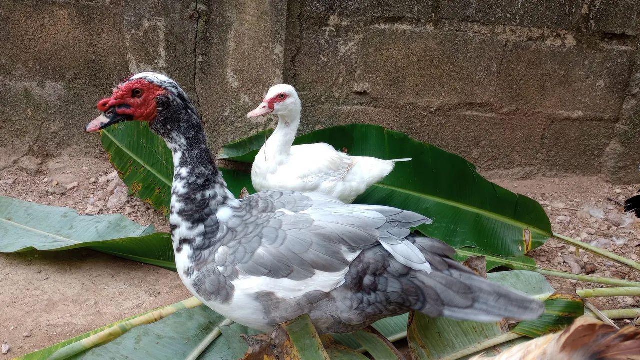 Patos e patas canoa  - Foto 6