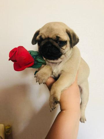 P U G o encantador e adorável
