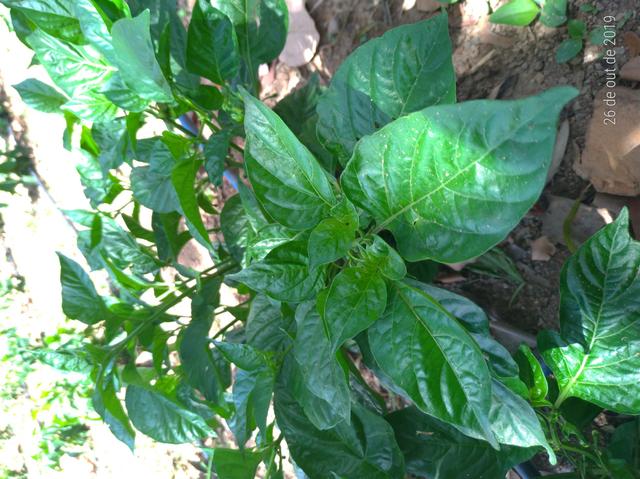 Pimenta de cheiro - Foto 4