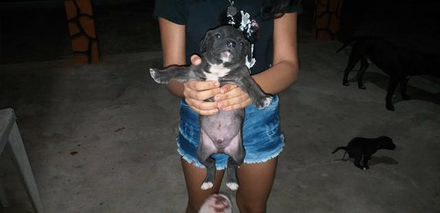 Filhote de pitbull - Foto 2