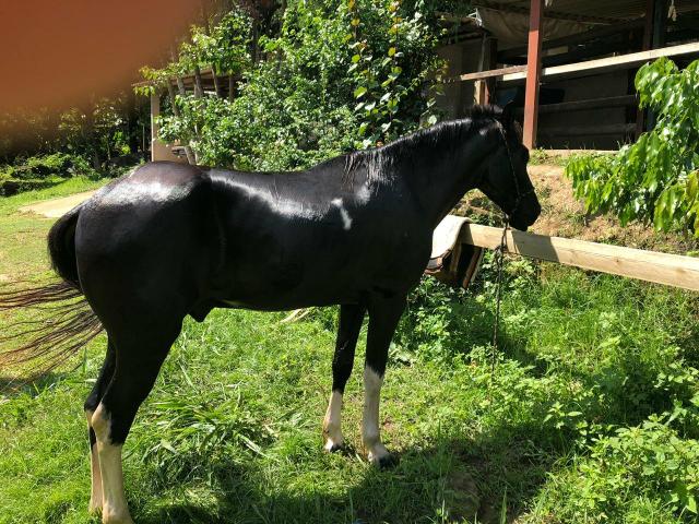 Mangalarga marchador
