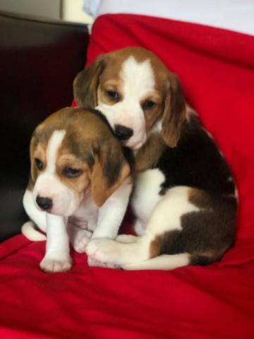 Beagle mini, a pronta entrega