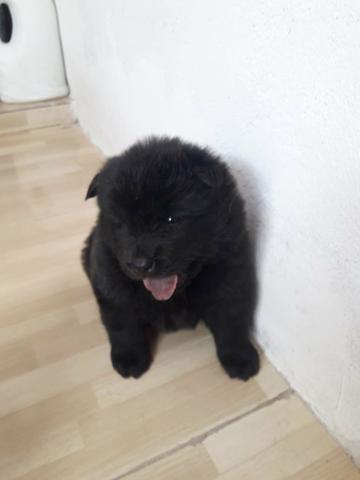 Vendo chow chow leão