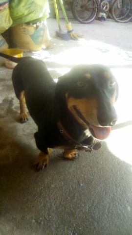 Cachorro salsicha