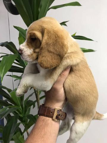 Beagle 13 polegadas, bicolor e tricolor, com suporte veterinário gratuito - Foto 3