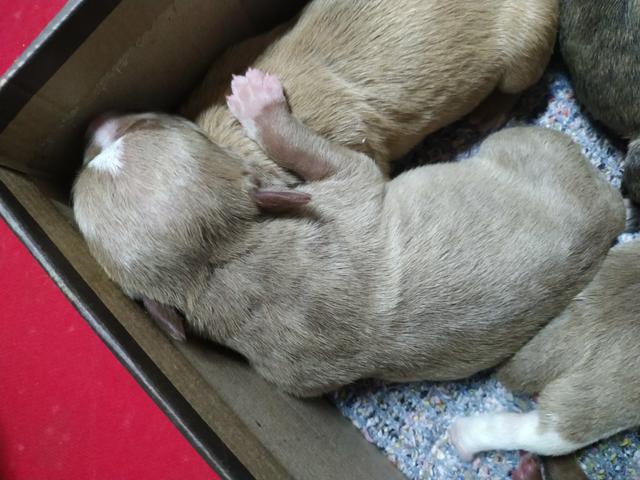 Filhotes de Pitbull - Foto 6