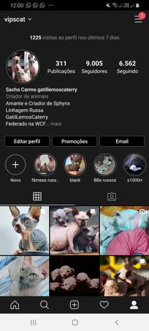 Sphynx importadas - Foto 5