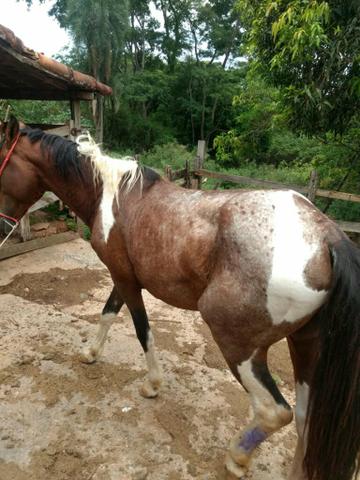Cavalo pampa - Foto 2