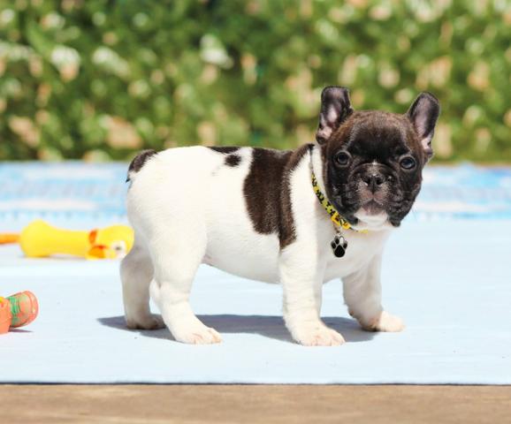 Bulldog Francês Machos Castrados - Foto 6