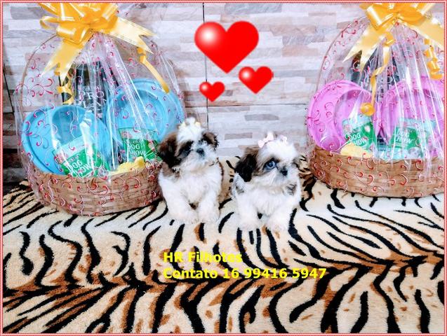 Maravilhosos filhotes de Shih tzu, porte micro, Fêmea e Macho com pedigree - Foto 3